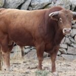 Novillos de Zacarías Moreno para Gijón