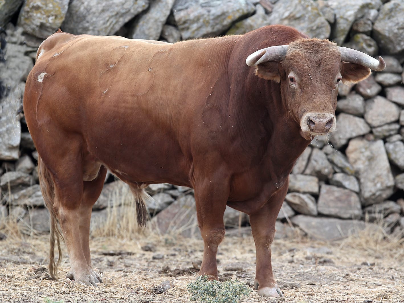 Novillos de Zacarías Moreno para Gijón