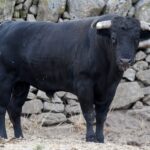 Novillos de Zacarías Moreno para Gijón