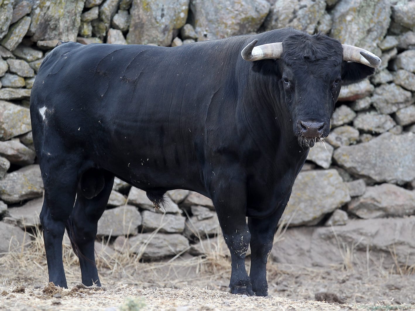 Novillos de Zacarías Moreno para Gijón