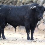 Novillos de Zacarías Moreno para Gijón