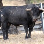 Novillos de Zacarías Moreno para Gijón