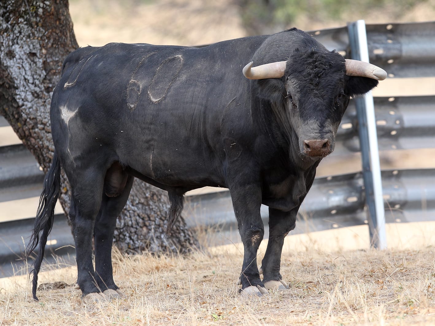 Novillos de Zacarías Moreno para Gijón