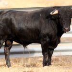 Novillos de Zacarías Moreno para Gijón