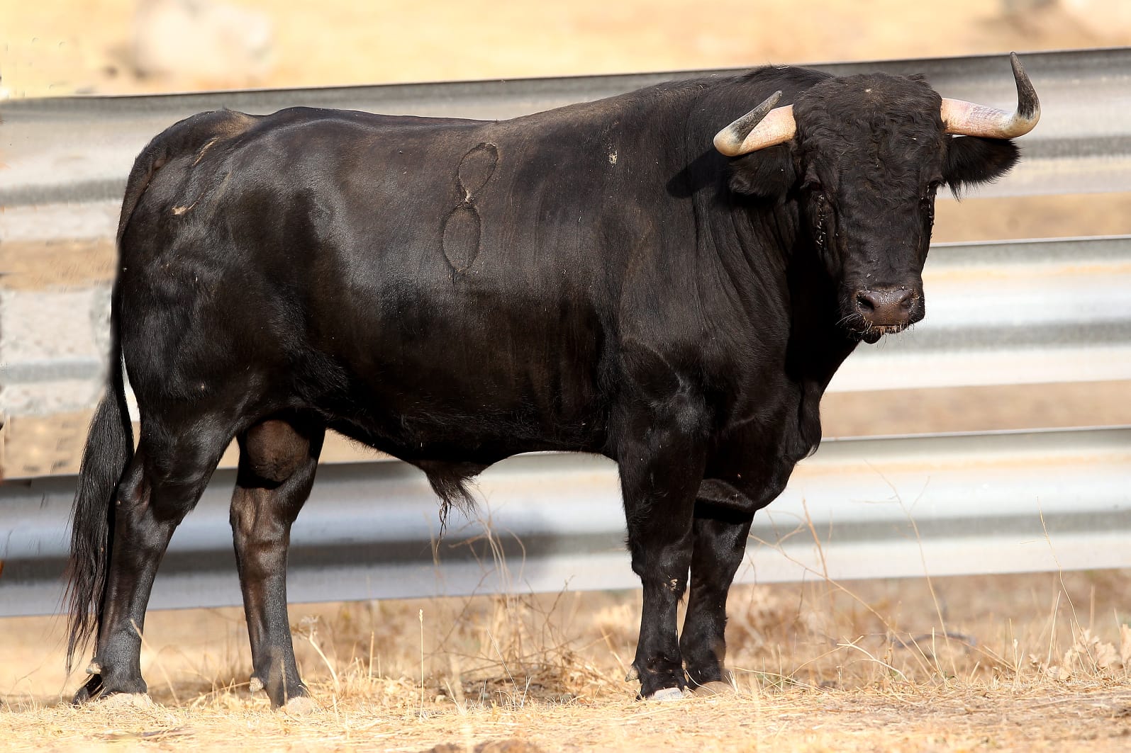 Novillos de Zacarías Moreno para Gijón