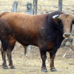 Los toros de Montalvo para Gijón 2019