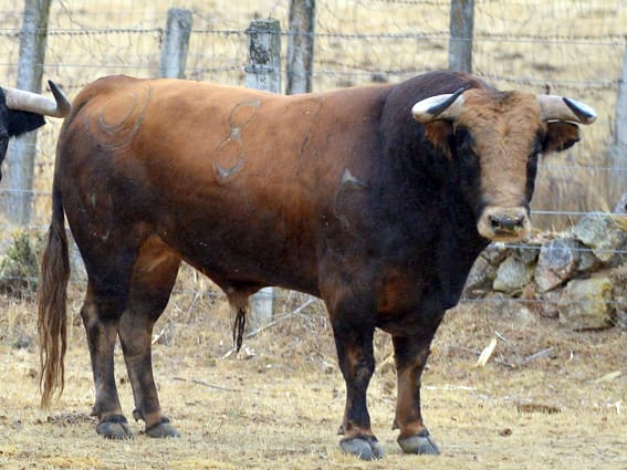 Los toros de Montalvo para Gijón 2019