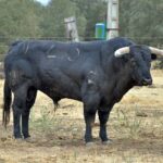 Los toros de Montalvo para Gijón 2019