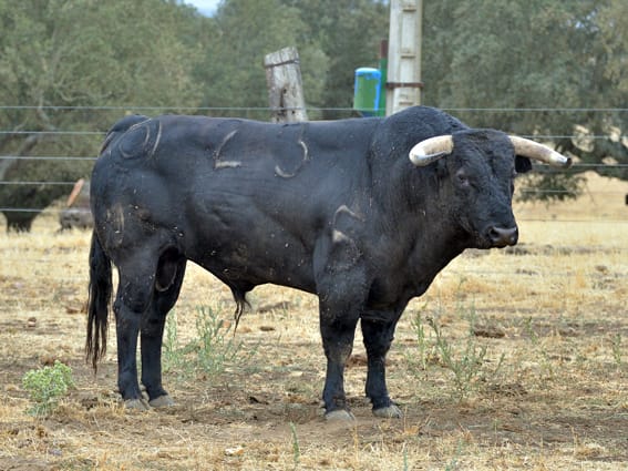 Los toros de Montalvo para Gijón 2019