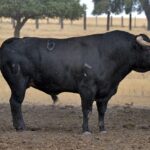 Los toros de Montalvo para Gijón 2019