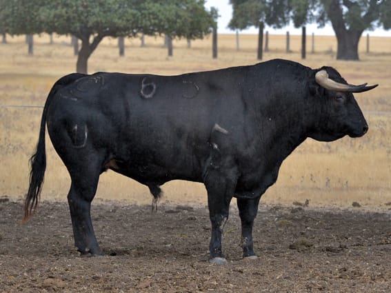 Los toros de Montalvo para Gijón 2019