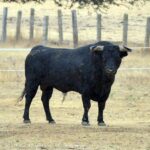 Los toros de Montalvo para Gijón 2019