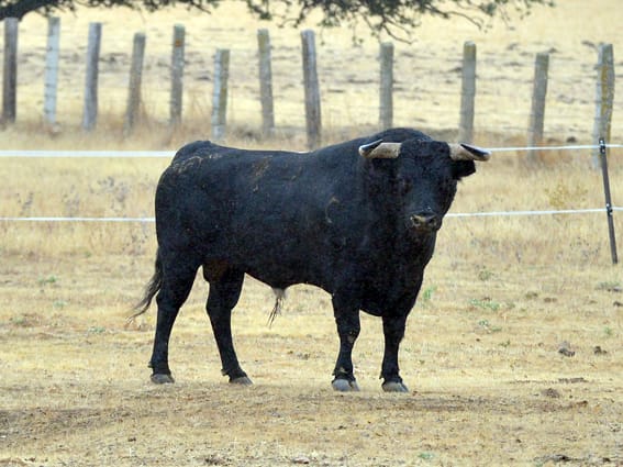 Los toros de Montalvo para Gijón 2019