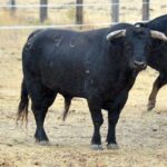 Los toros de Montalvo para Gijón 2019