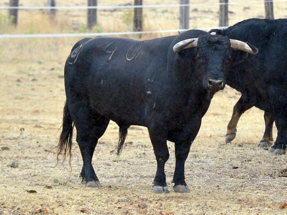 Los toros de Montalvo para Gijón 2019