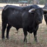 Los toros de Montalvo para Gijón 2019