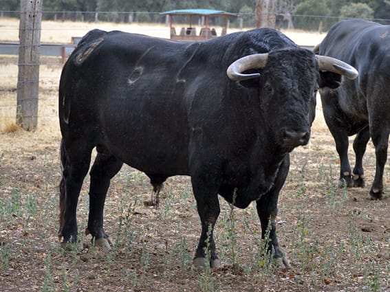 Los toros de Montalvo para Gijón 2019