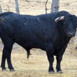 Los toros de Montalvo para Gijón 2019