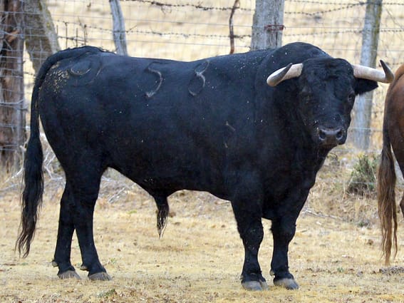 Los toros de Montalvo para Gijón 2019