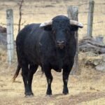 Los toros de Montalvo para Gijón 2019