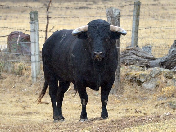 Los toros de Montalvo para Gijón 2019