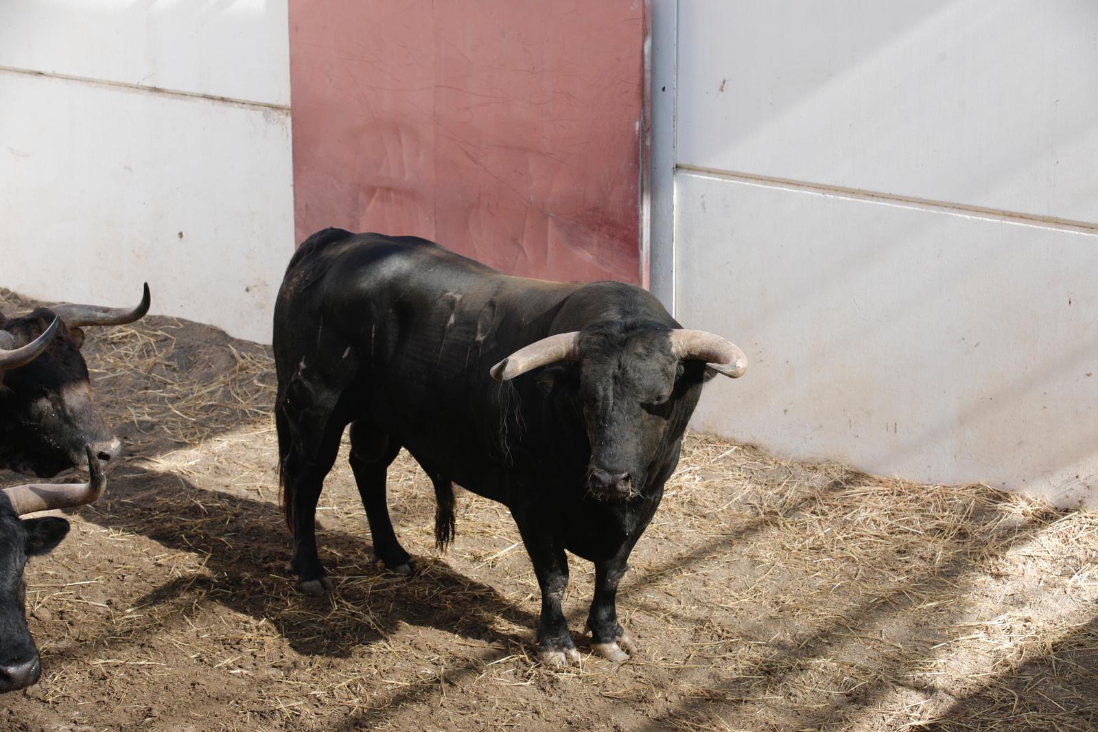 Sorteo. Málaga, domingo 18 de agosto de 2019