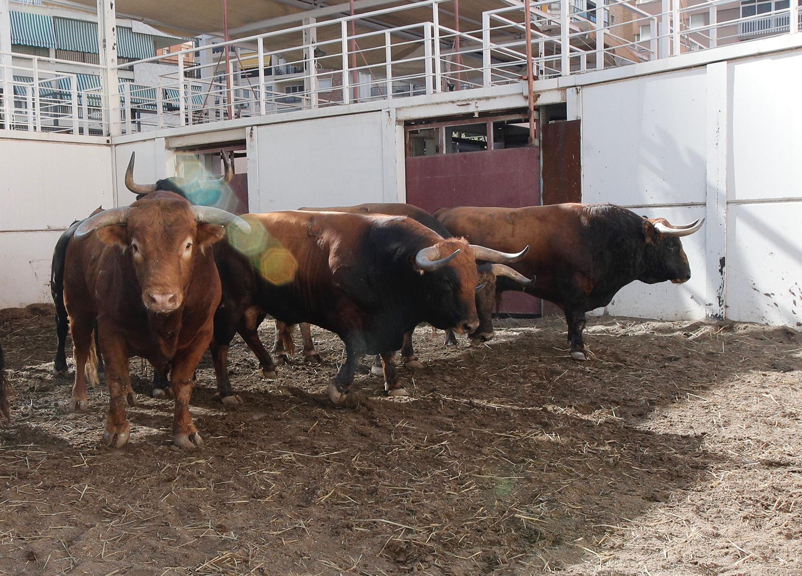 Sorteo. Málaga, domingo 18 de agosto de 2019