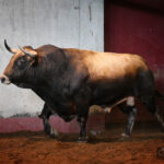 Sorteo. San Sebastián, jueves 15 de agosto de 2019