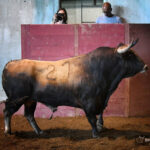 Sorteo. San Sebastián, jueves 15 de agosto de 2019