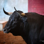 Sorteo. San Sebastián, jueves 15 de agosto de 2019