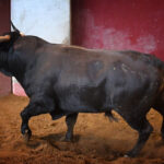 Sorteo. San Sebastián, jueves 15 de agosto de 2019