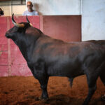 Sorteo. San Sebastián, jueves 15 de agosto de 2019