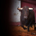 Sorteo. San Sebastián, jueves 15 de agosto de 2019