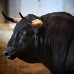 Sorteo. San Sebastián, jueves 15 de agosto de 2019