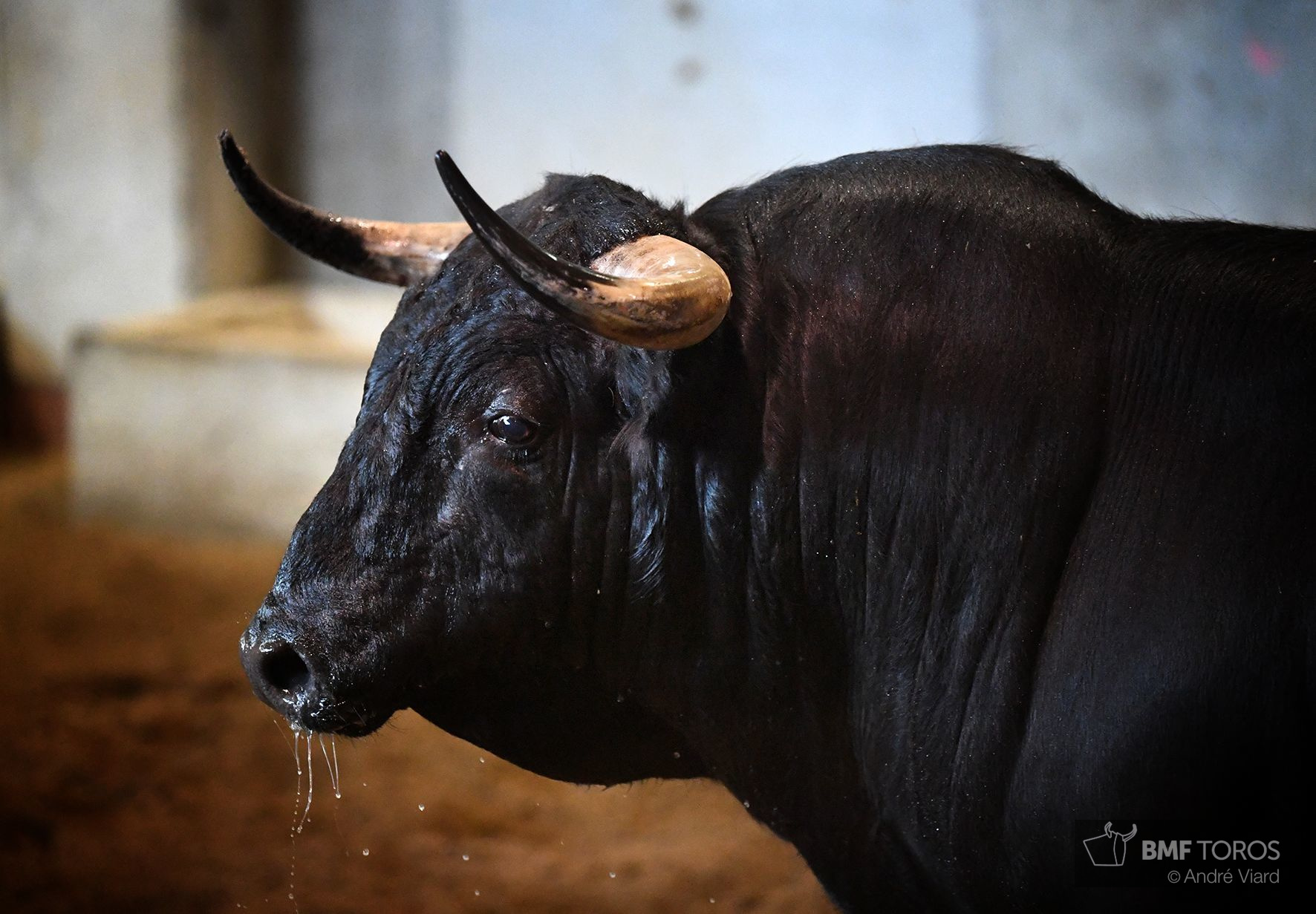 Sorteo. San Sebastián, jueves 15 de agosto de 2019