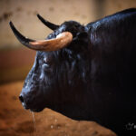 Sorteo. San Sebastián, jueves 15 de agosto de 2019