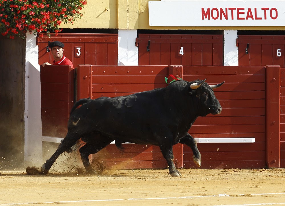Hagetmau elige ganaderías para su Feria de novilladas 2026