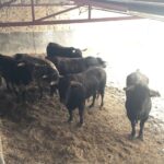 Toros de Luís Terrón y Salvador Domecq