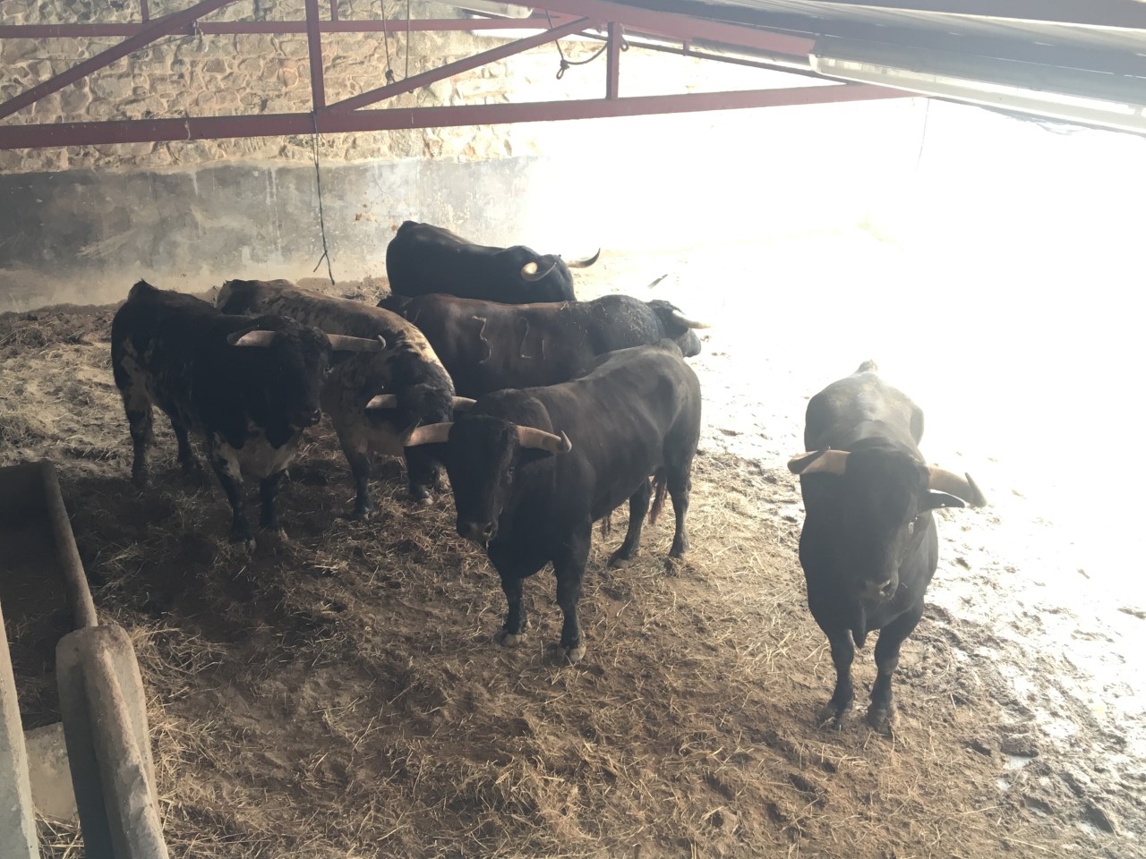 Toros de Luís Terrón y Salvador Domecq