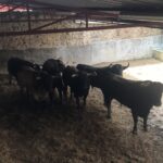 Toros de Luís Terrón y Salvador Domecq