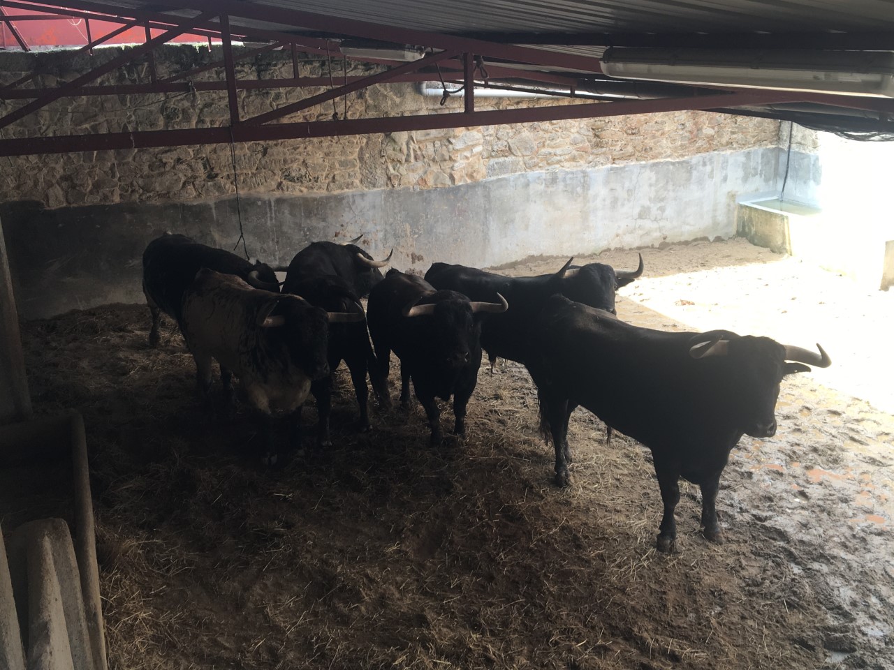 Toros de Luís Terrón y Salvador Domecq