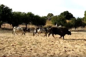 Toros de Torrestrella para Bilbao 2019