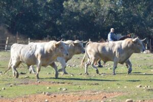 Reportaje campero de Prieto de la Cal. Camada 2018