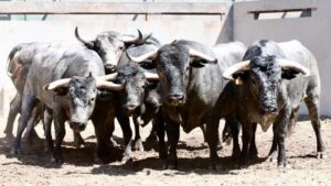 Sorteo, Íscar 4 de agosto de 2019