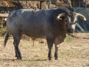 Toros de La Quinta para Gijón