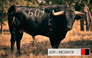 Toros de Veiga Teixeira para Lisboa 8 de agosto de 2019.