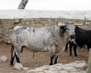 Feria de San Fermín 2019. Toros de Cebada Gago