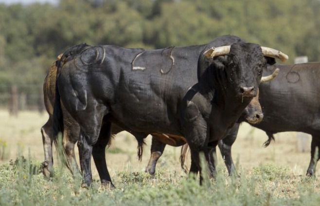 Los toros de Montalvo para Gijón