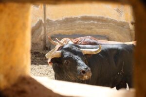 Sorteo Huesca. Sábado 10 de agosto de 2019