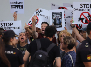 Antitaurinos en Palma